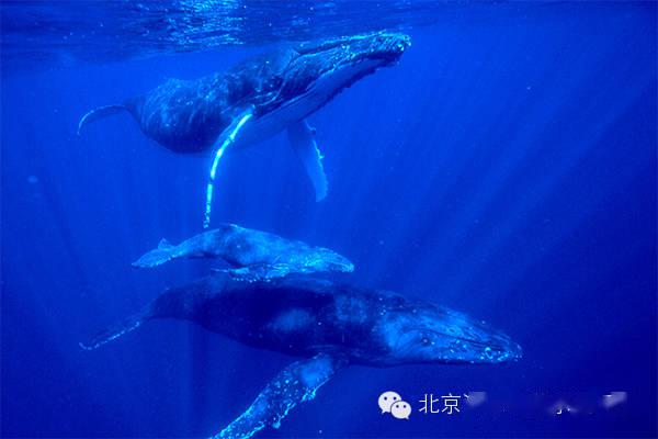 蓝鲸有什么特殊含义 bda5a59d986b4821a41767b7ac98e0dd.jpeg