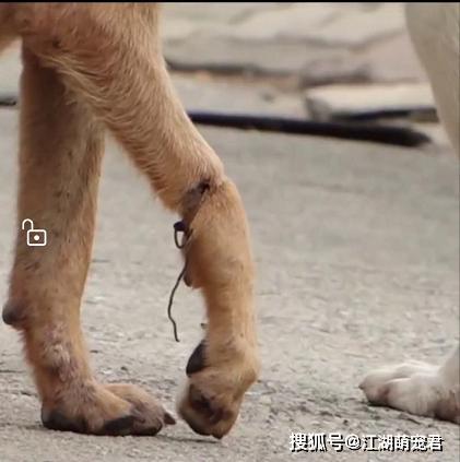 『狗狗』自己却晕倒在路边，让人泪目受伤母狗把食物留给孩子