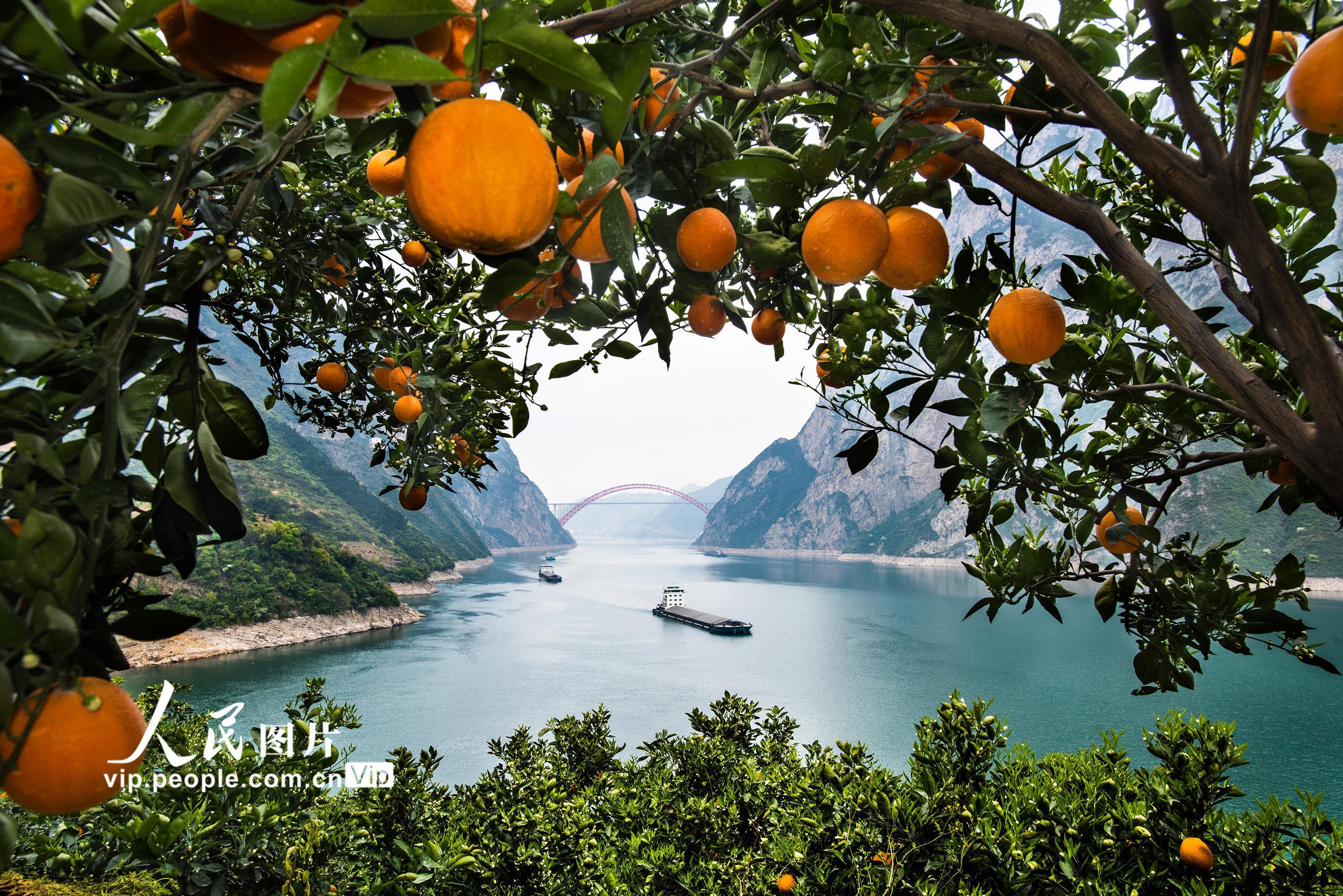 湖北宜昌:三峡春橙促扶贫_脐橙