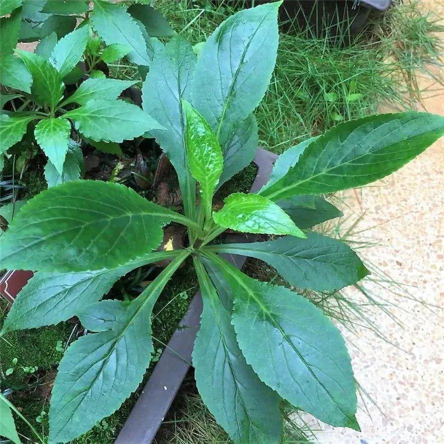 北方有的地区将菊科植物苣荬菜称作"北败酱",也叫"苦麻菜".