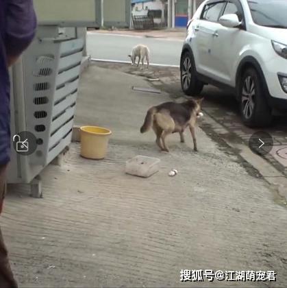 『狗狗』自己却晕倒在路边，让人泪目受伤母狗把食物留给孩子