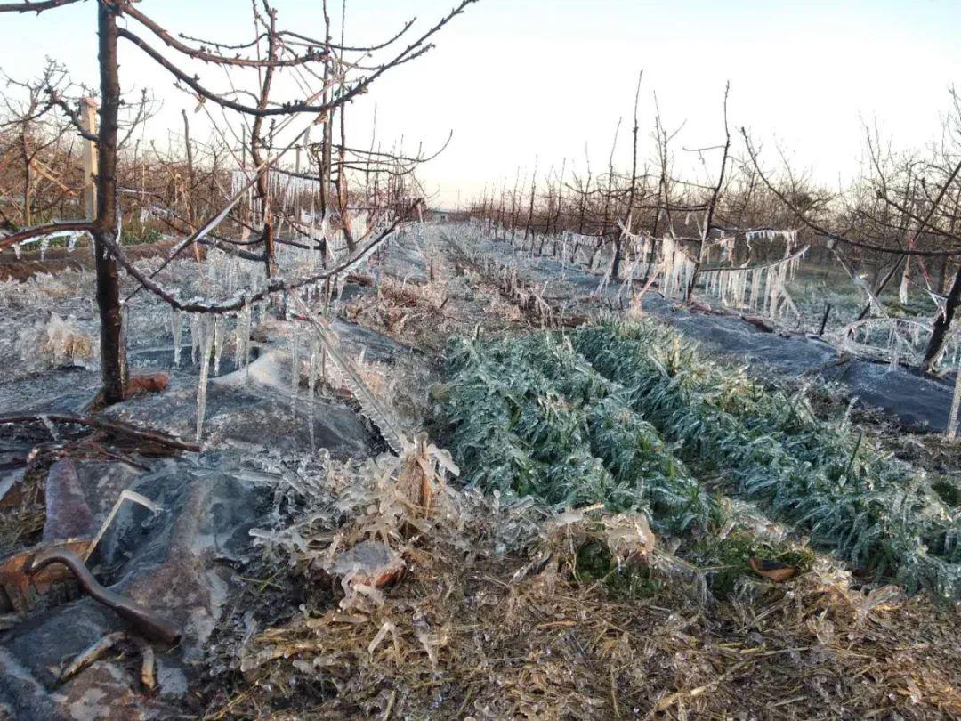 苹果花期提前山东多地遇霜冻危害陕甘宁果区在倒春寒前的预防不能偷懒