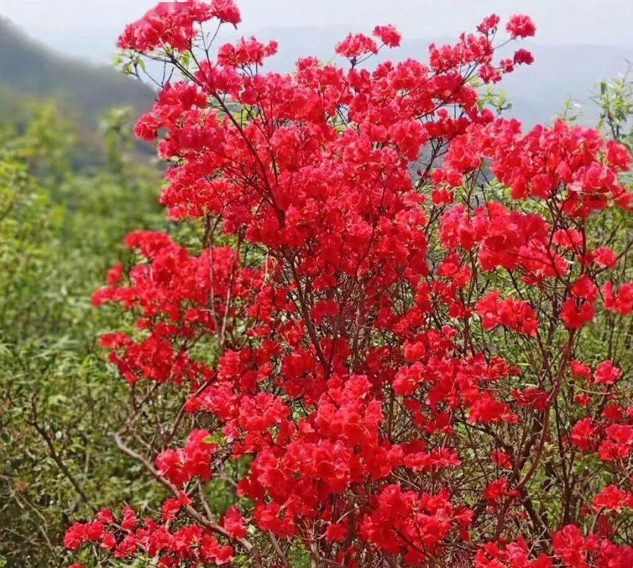 柔和悠扬 最是一年花盛开时 在春暖花开的日子  山上的千亩野生杜鹃花