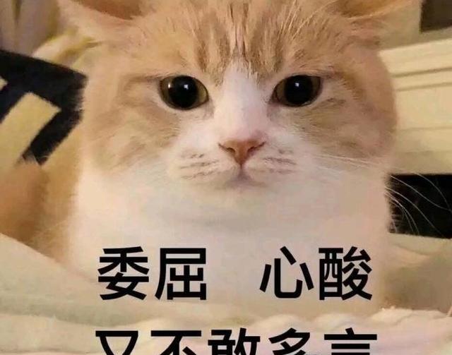 cdc3c573b2924af49a8e3e22ebbfee87.jpeg