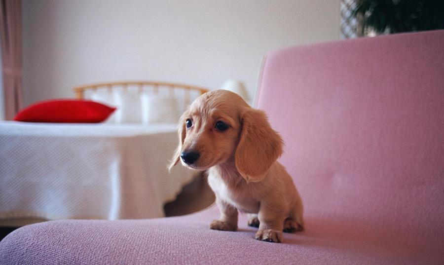 狗狗毛发黄了怎么办 d38223818109487ba07559797beb7ca1.jpeg