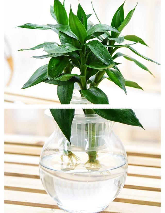 富贵竹几个月都没生根 d98d5d23debb4b3385fae56e814fd5af.jpeg