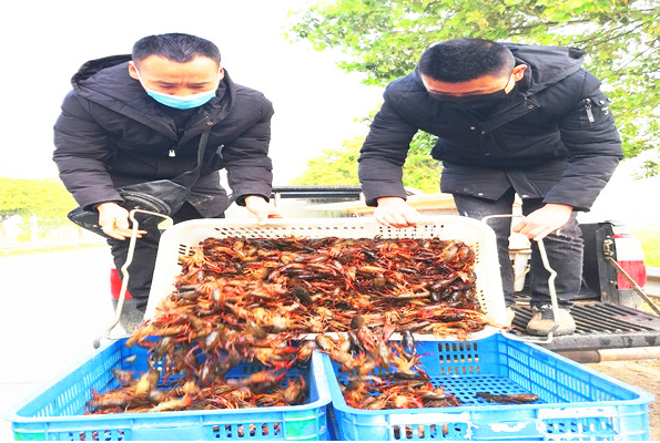 湖北监利水产之乡每天20多吨小龙虾 销往全国各地