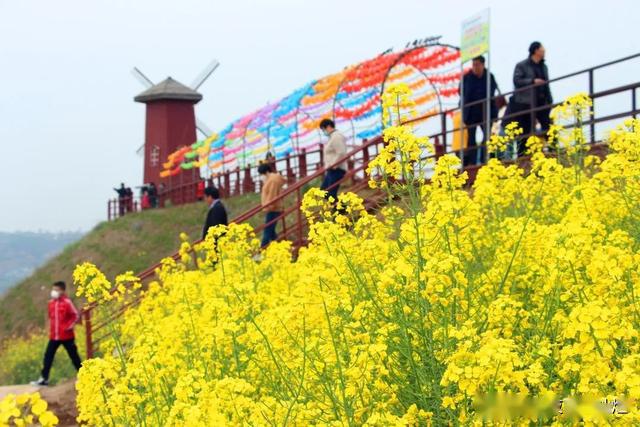 清明小长假,武功县武功古城的油菜花海刷爆朋友圈.