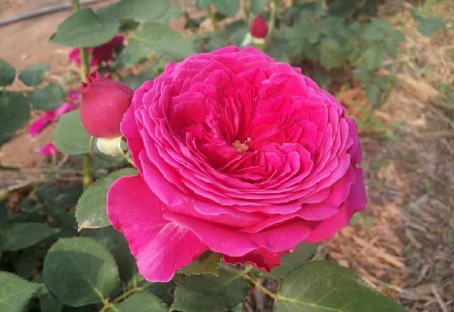 如何修剪月季花盲芽 dcd6c89bc4d14c9ba0cd8f6131525e73.jpeg