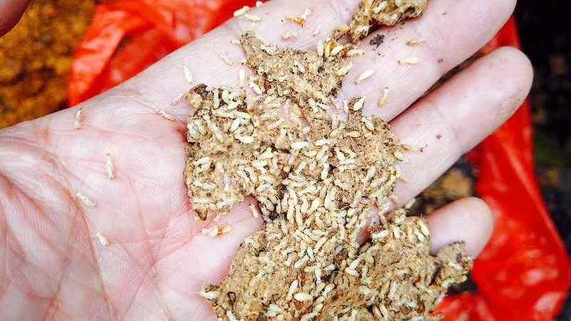 抚州一小区出现4种白蚁!专家紧急提醒