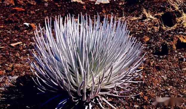 大自然最奇特的花之一,在难见生物的火山口旁,抵抗着高温绽放!_银箭