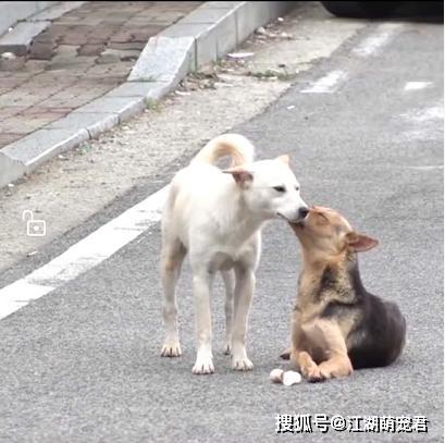 『狗狗』自己却晕倒在路边，让人泪目受伤母狗把食物留给孩子