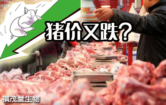 猪价大暴跌,何时是个头?官方:猪肉价格下降是因为生猪基础产能恢复!