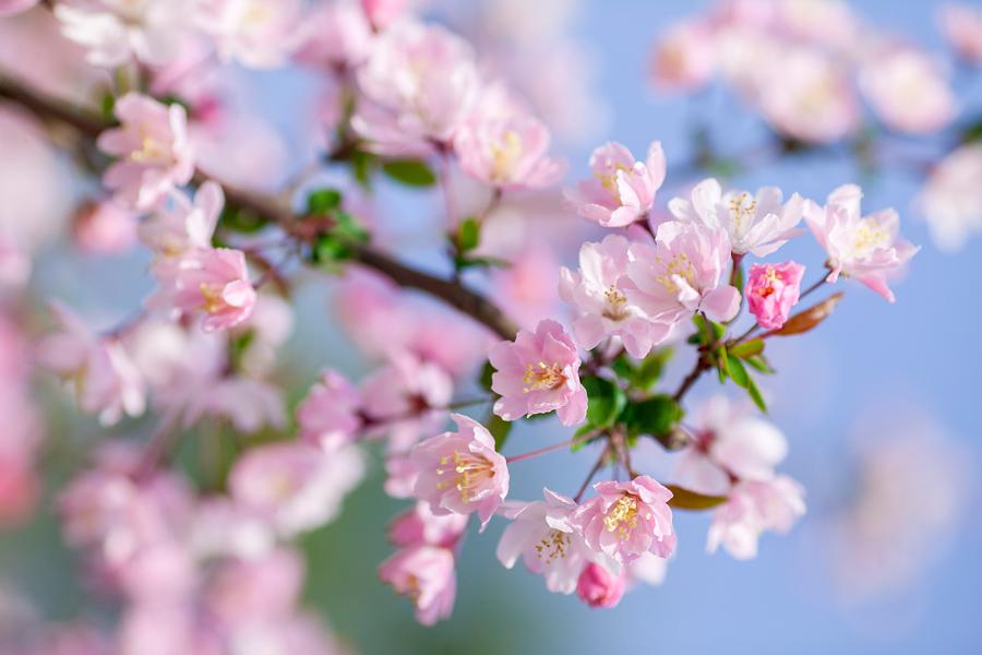 现在可以种四月梅 e62126933a7e45b9a4288de3b676e123.jpeg