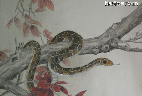 梦到蛇死了又活，解密梦境中的生命循环与心理暗示