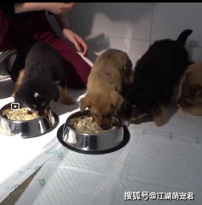 『狗狗』自己却晕倒在路边，让人泪目受伤母狗把食物留给孩子
