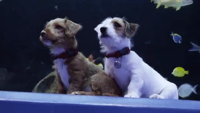 当两只狗狗承包整个动物园水族馆?汪:这些鱼可以吃吗?