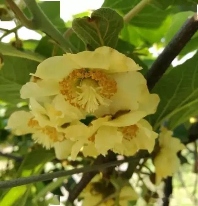 怎样自制花粉 f8b52dad84a344eca4e002a3be6124d9.jpeg