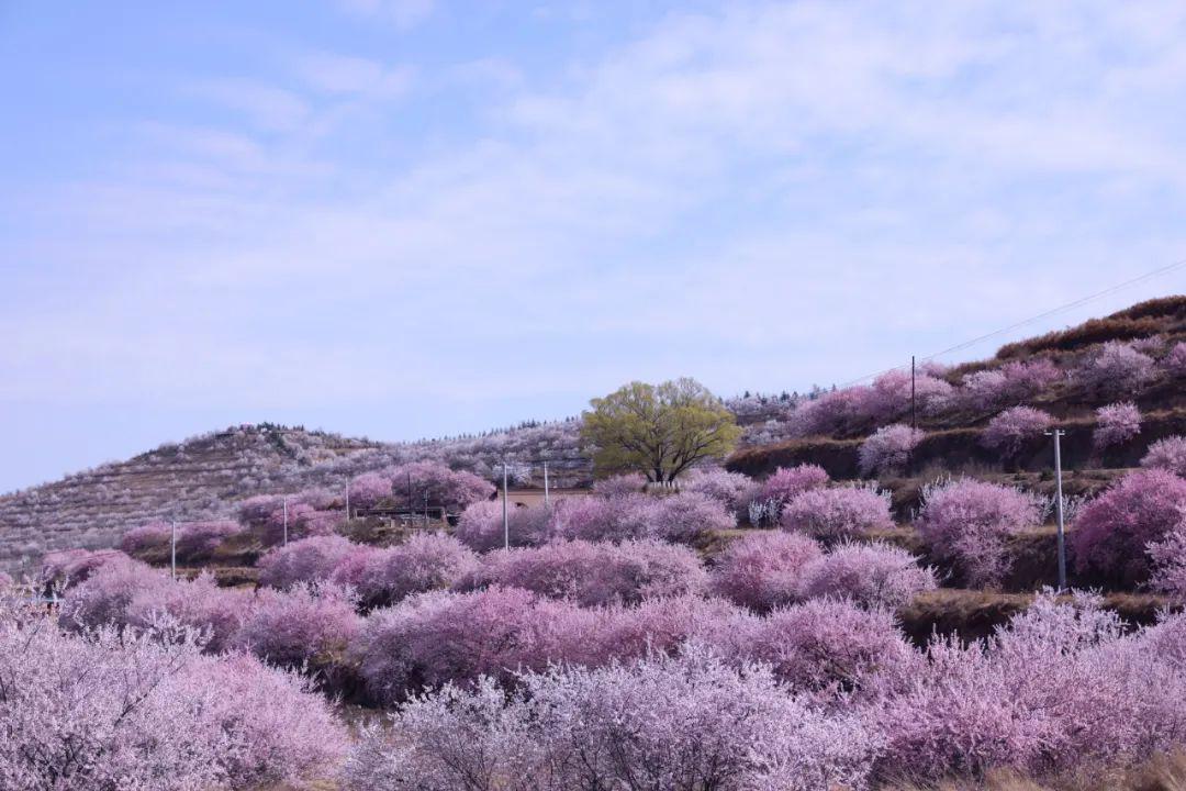 光阴印象 | "云端"彭阳 别样花海_山花