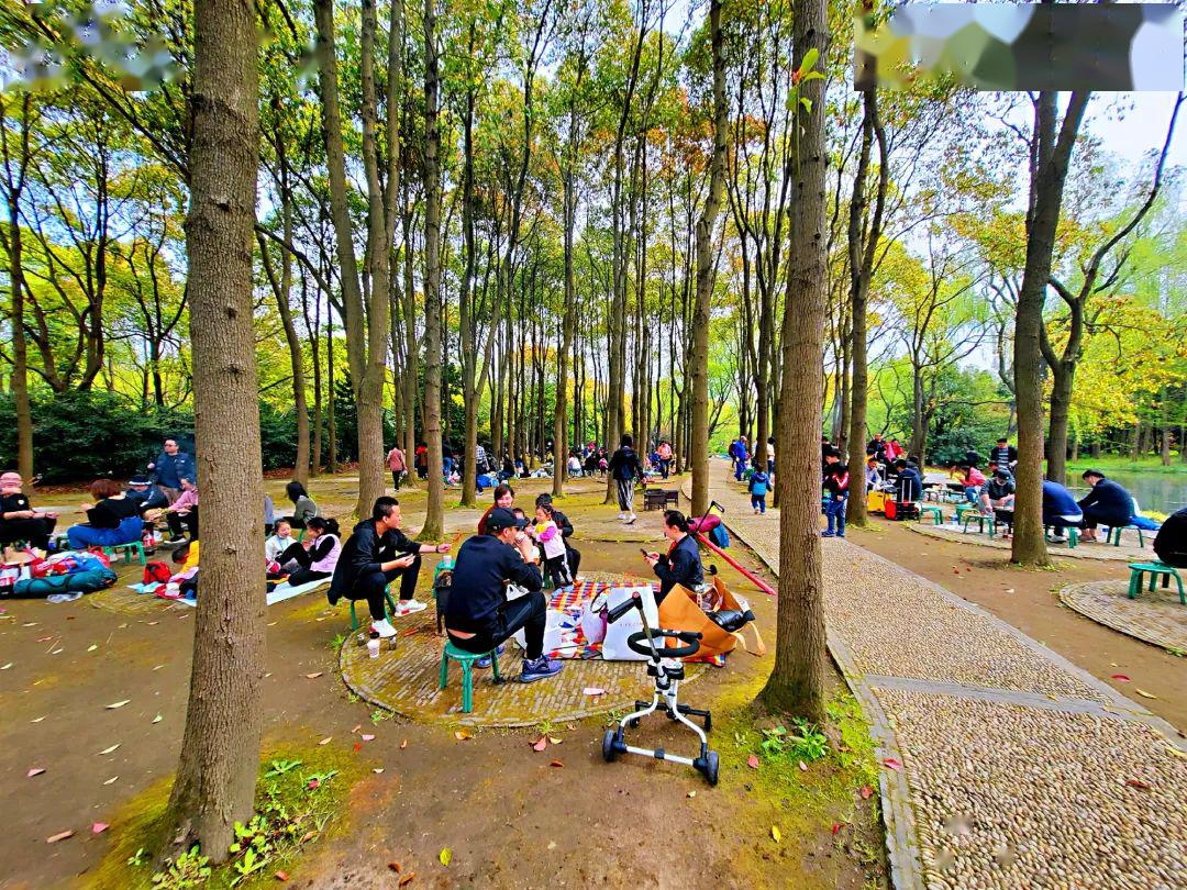都尽情的嗨起来 约上三五好友一起来上海滨江森林公园 打卡樱花树下