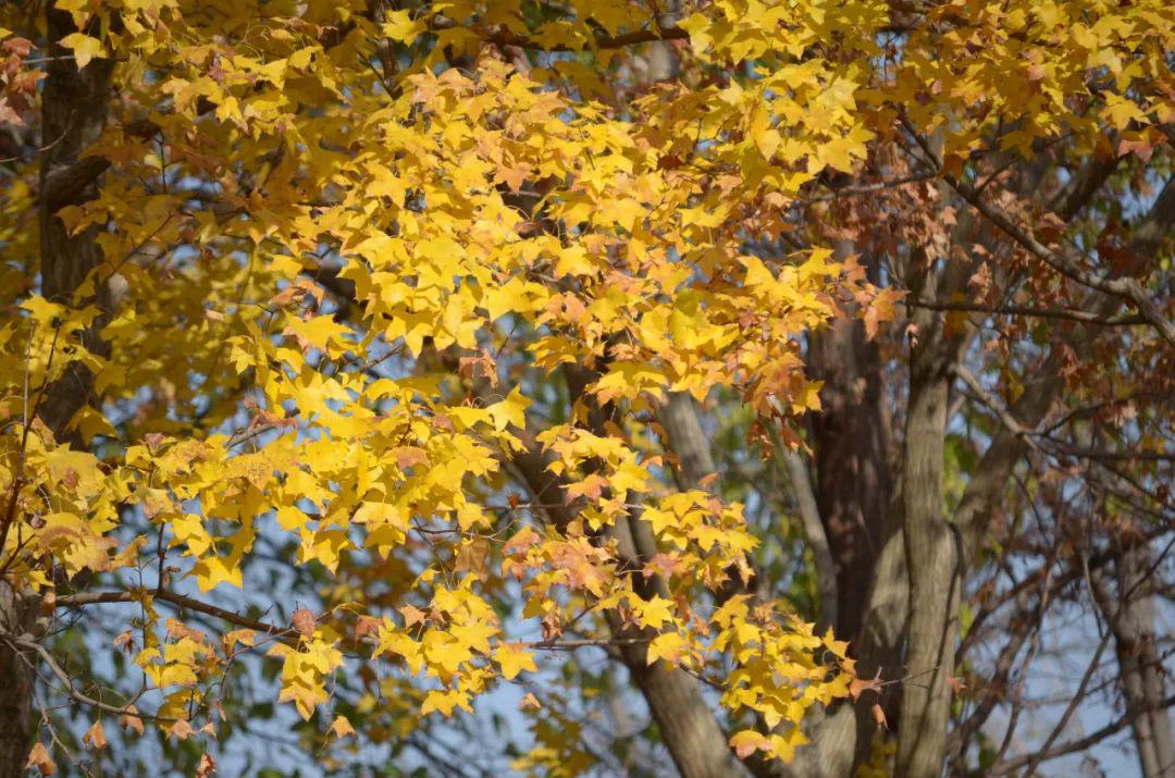 sophora japonica