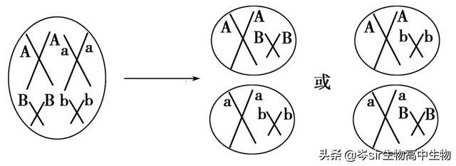 高中生物 自由组合定律 系统梳理_遗传