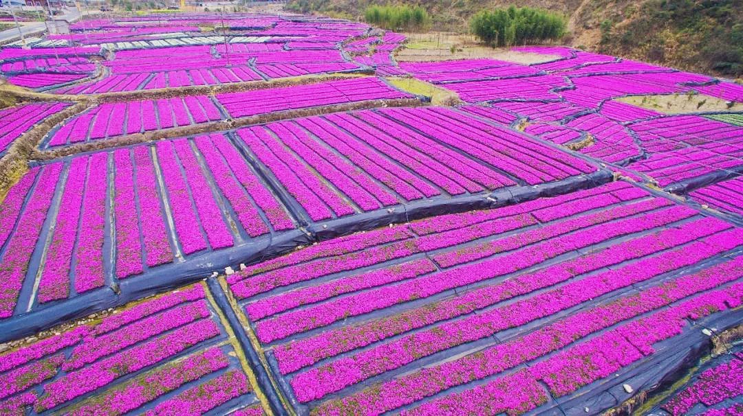 距杭州1h惊现 北海道网红花海 四月出行首选这个森林小城 临安