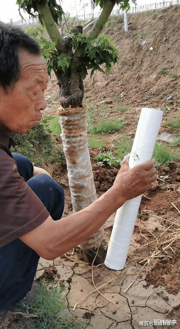 气温越来越高冬季树木上用来保温的包树布到底用不用拆