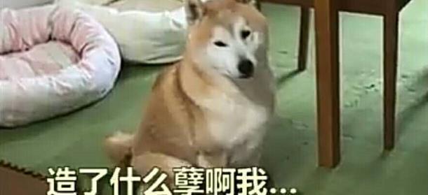 柴犬兄妹的日常!憨厚赤柴遇到手欠妹妹,赤柴:我造了什么孽?