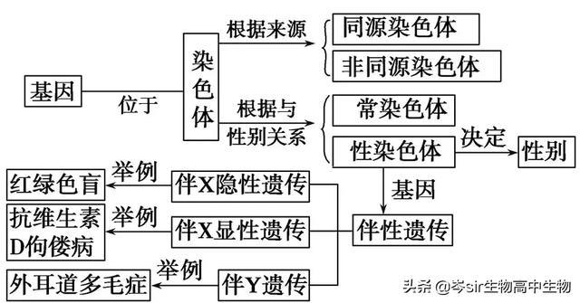 高中生物基因在染色体上系统梳理