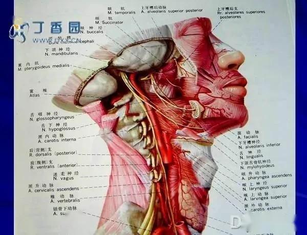 椎动脉走行解剖图颈总动脉,颈内动脉,颈外动脉解剖图颈部动脉的主要