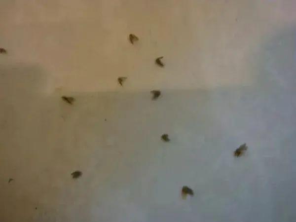 甚至是 沾了水脏兮兮的抹布上  都有无数的 蛾蚋,潮虫,地沟蝇等小飞虫