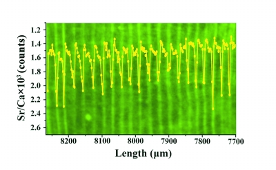 砗磲化石隐藏古代天气秘密_地球