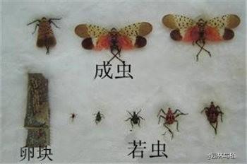 2,斑衣蜡蝉