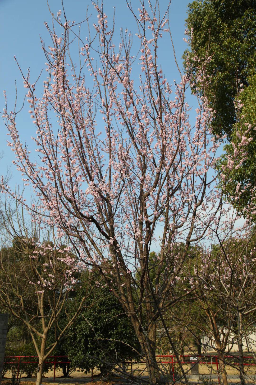 sophora japonica