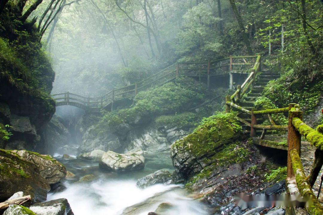 五峰镇石桥沟村茶叶公园(体验土家人的茶山生活)