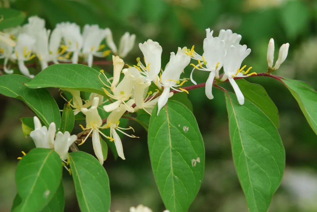 sophora japonica