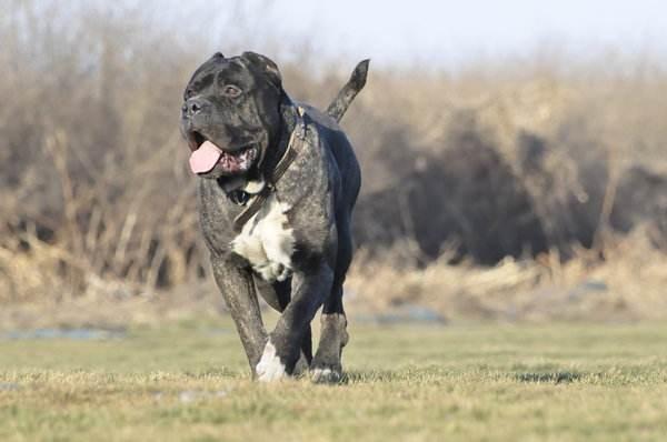 说普雷萨犬是犬类,其实它更像是野兽