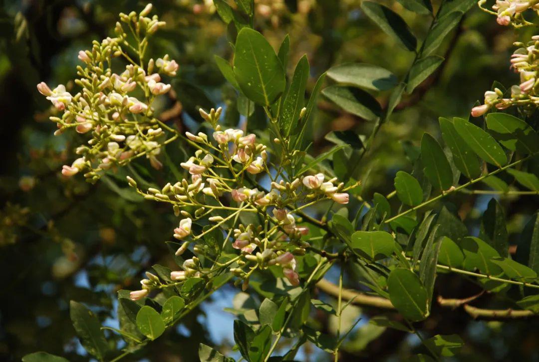 sophora japonica