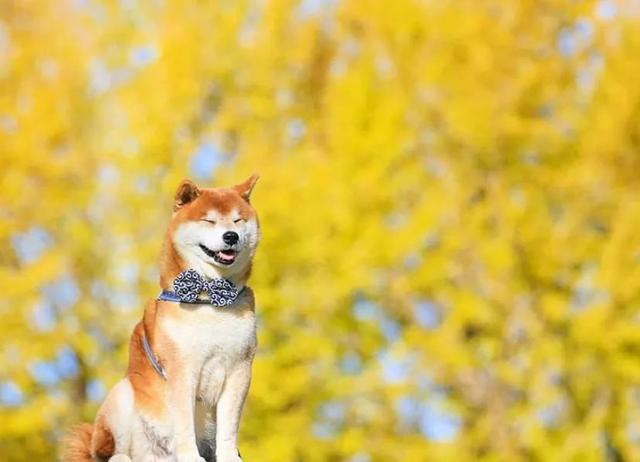 100张柴犬与花的合照治愈的笑容圈粉30000人
