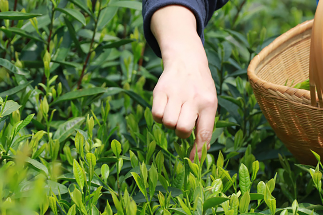 采摘嫩茶芽