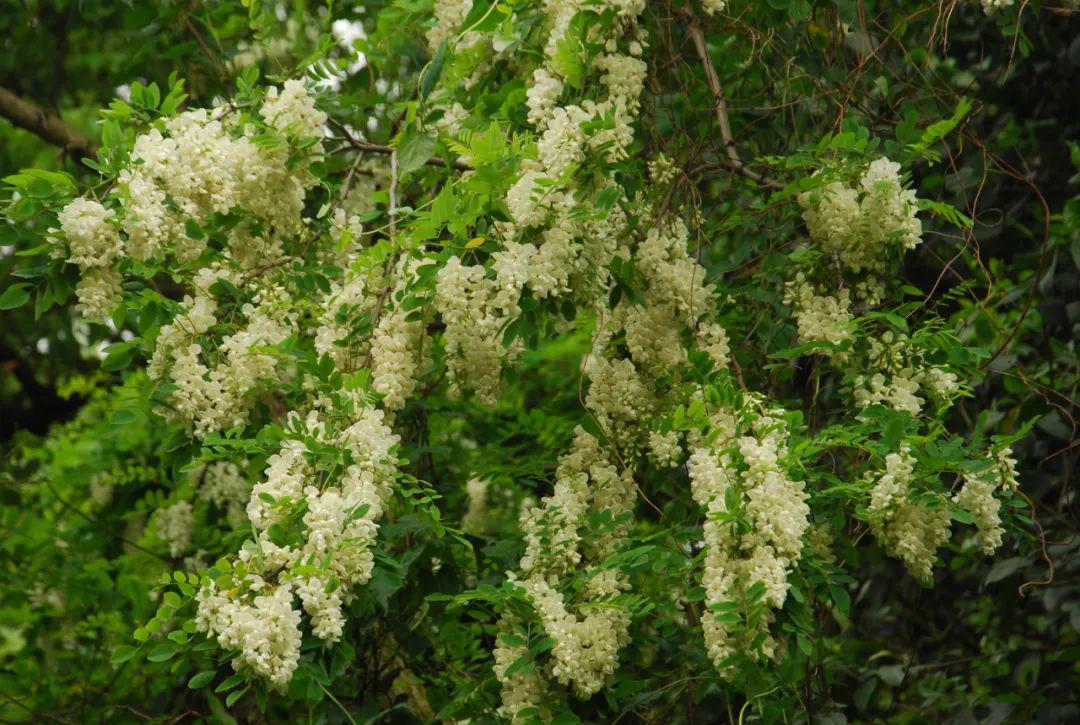 sophora japonica