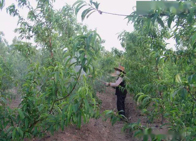 67赣南种植桃树4月生产管理技术这些要做好才能稳产质优效益高