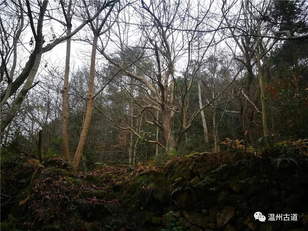 行半里许,水泥硬化的古道尽,左上去往山巅,系农作道,右边直行,因人迹