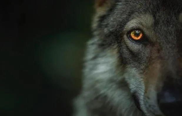 最像狼的犬,似狼却非狼,不仅帅气逼人价格也让人望而却步