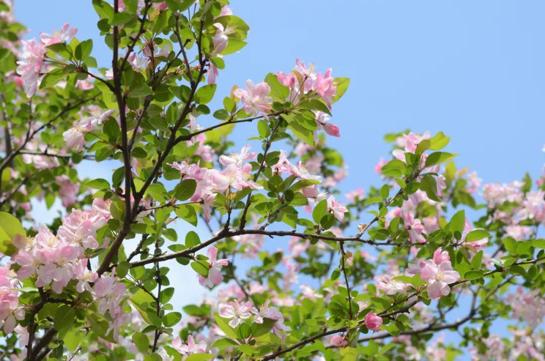 sophora japonica