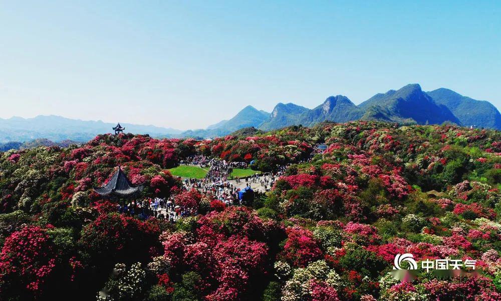 【酷游户外】2020年4月11-18号韶关-贵州毕节百里杜鹃