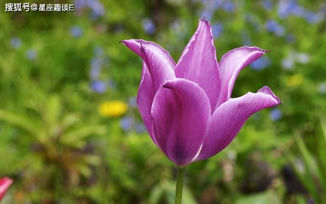 4月9日星座运势 双子水到渠成 狮子突破瓶颈 双鱼亲力亲为 感情