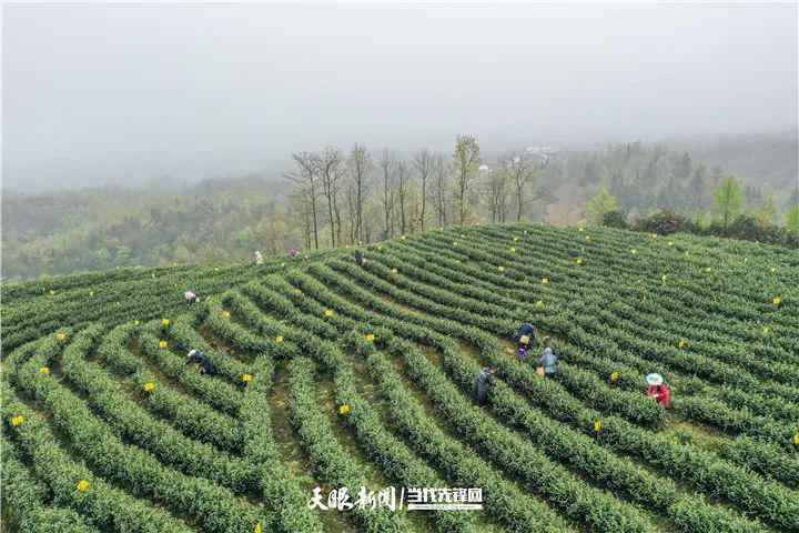 【冲刺90天打赢歼灭战】贵州大方:种植浙江安吉白茶,扮靓村庄带富群众