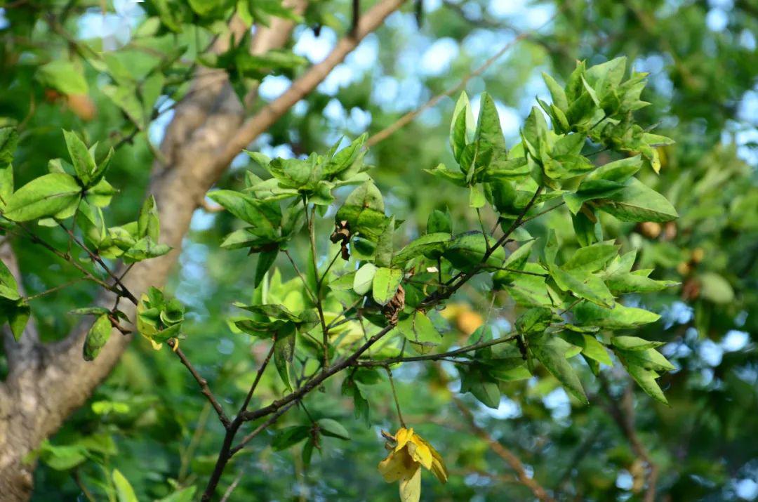 sophora japonica